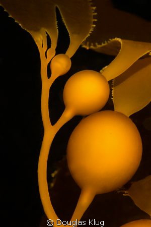 Healthy Growth. Kelp bladders growing. Shot with a Canon ... by Douglas Klug 