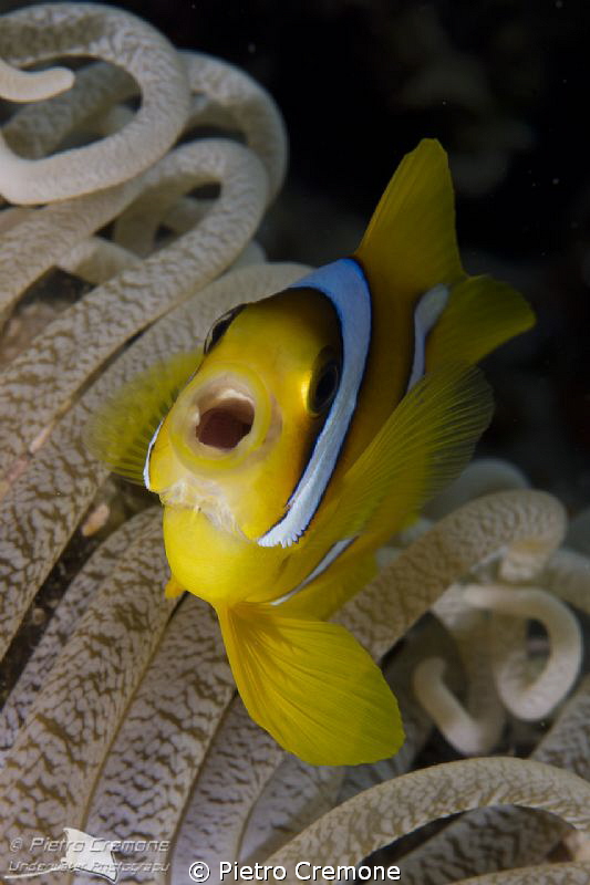 Yawning clownfish by Pietro Cremone 