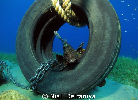 TYRED OF LION ABOUT by Niall Deiraniya 
