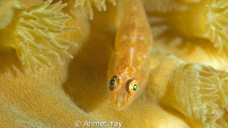 Currious...:)
Canon 600 D - 60 mm macro - 2xYSxD1 flash
... by Ahmet Yay 