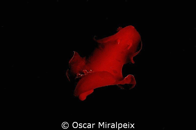 "Spanish dancer" DANCING in the night by Oscar Miralpeix 