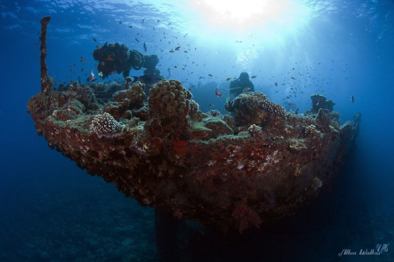 Image taken during a dive on the wreck named "Kingston", ... by Allen Walker 