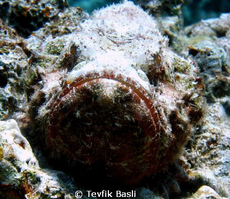 The eyes of stone by Tevfik Başlı 