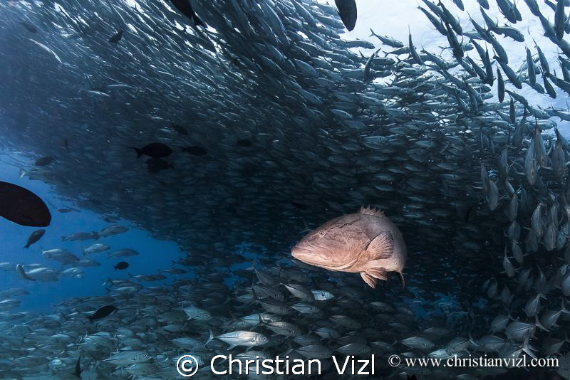 "The One" by Christian Vizl 
