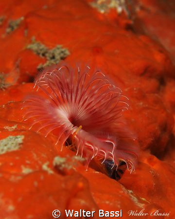 Serpula vermicularis by Walter Bassi 