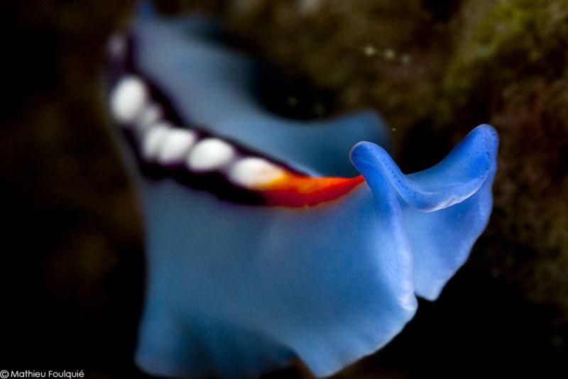 Pseudoceros bifurcus by Mathieu Foulquié 