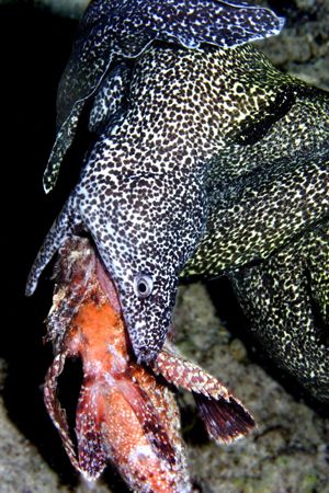 spotted eel dining on scorpion fish, night dive, Bonaire by T. Singer 