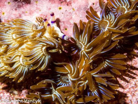Blue Dragon, Jervis Bay 2012, nudibranch, Pteraeolidia ia... by Bill Van Eyk 