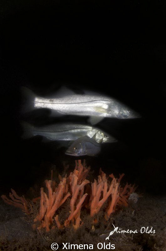 Tarpon. by Ximena Olds 