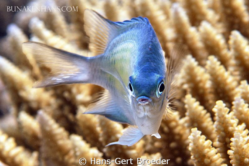 Monocle Bream
Bunaken Island, Sulawesi,Indonesia,
Nikon... by Hans-Gert Broeder 
