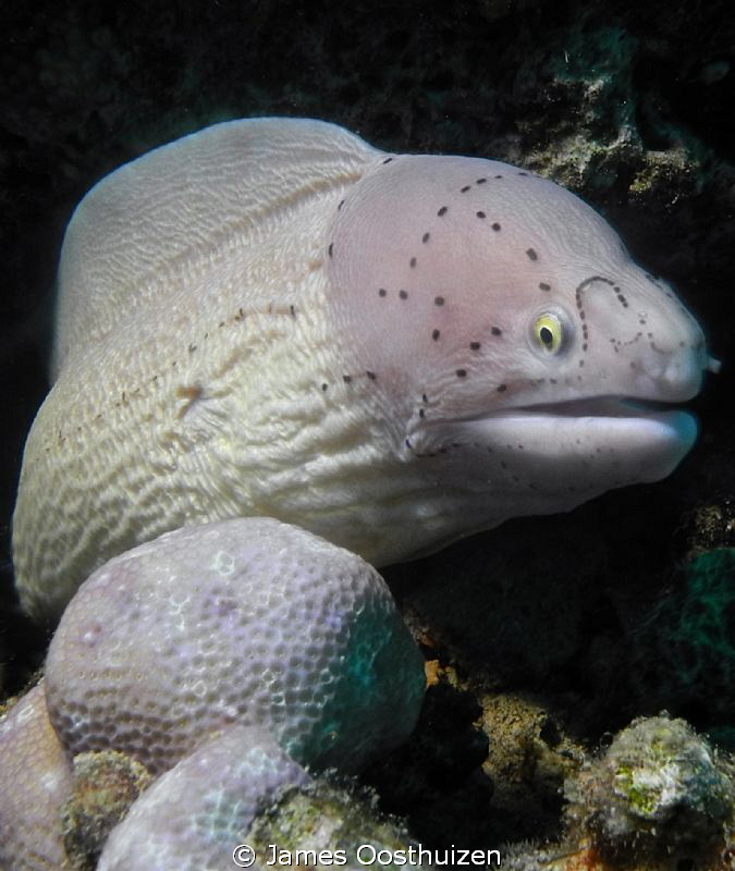 Moray by James Oosthuizen 