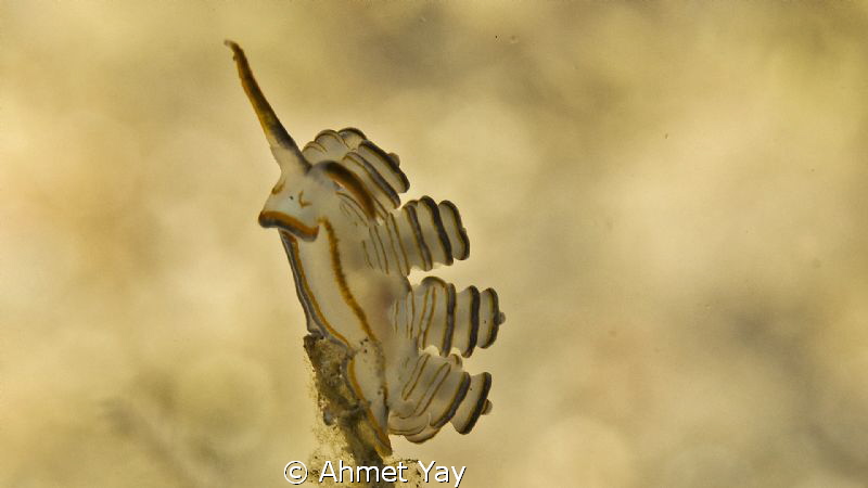 Oleeeeeeey....:)

I have never seen before this nudi. 
... by Ahmet Yay 