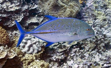 Bluefin Trevally. They seem very inquisitive about who is... by Jan Messersmith 