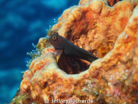 This blenny picture was captured in Dominica in November ... by Jeffrey Richards 