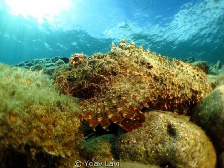 scorpion fish by Yoav Lavi 
