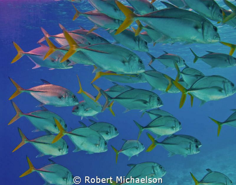 There's always one guy who doesn't get the memo by Robert Michaelson 