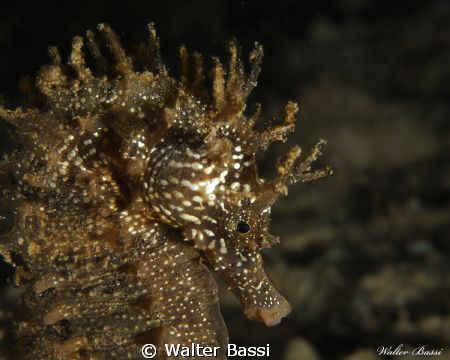 Hyppocampus Guttulatus by Walter Bassi 