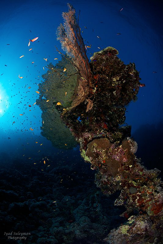 Big u/w Tree in 20m depth by Iyad Suleyman 