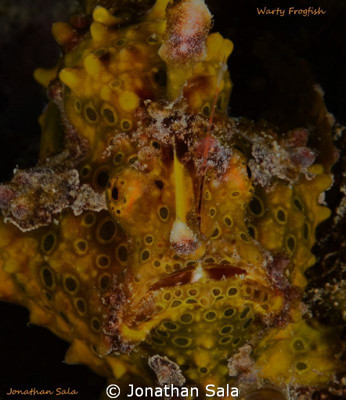 frooooggy portrait by Jonathan Sala 