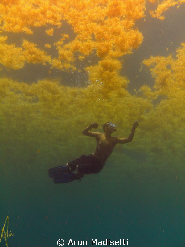 Weed line fun. SeaLife Dc1000 by Arun Madisetti 