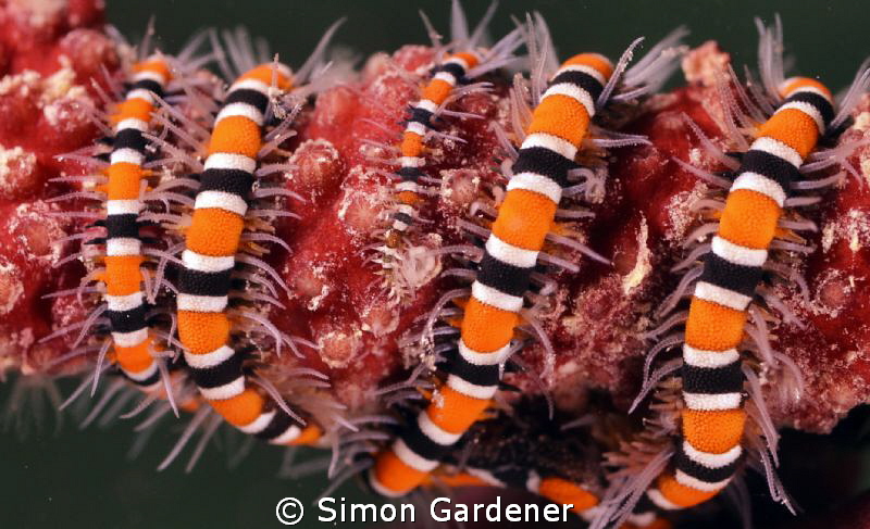 shot with 50mm macro by Simon Gardener 