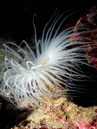 white Anenome taken at Sharp Island Sai Kung. by Jamie Coote 