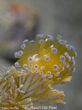 Janolus Cristatus
Olympus E-PL2 - 45mm macro - 2 Sea&Sea... by Maurizio Pasi 