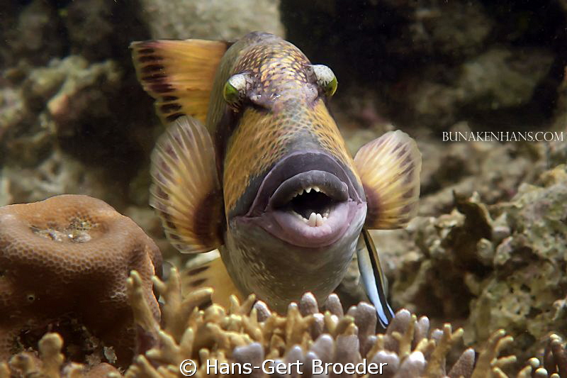 
Titan trigger
Afraid ?
Bunaken Island, Sulawesi,Indon... by Hans-Gert Broeder 