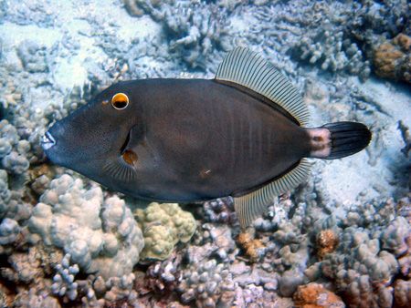 File Fish. Maui, Hawaii. by Lisa Lappe 