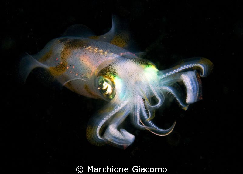 Fly
Squid in the lembeh night
Nikon D200 , 60 micro, tw... by Marchione Giacomo 
