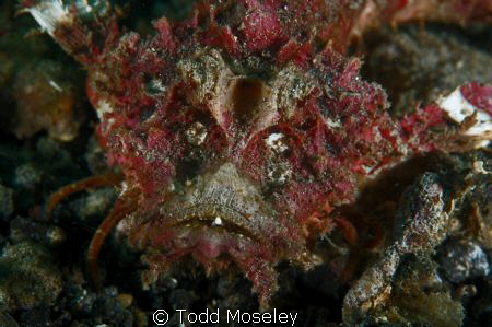 O so pretty by Todd Moseley 