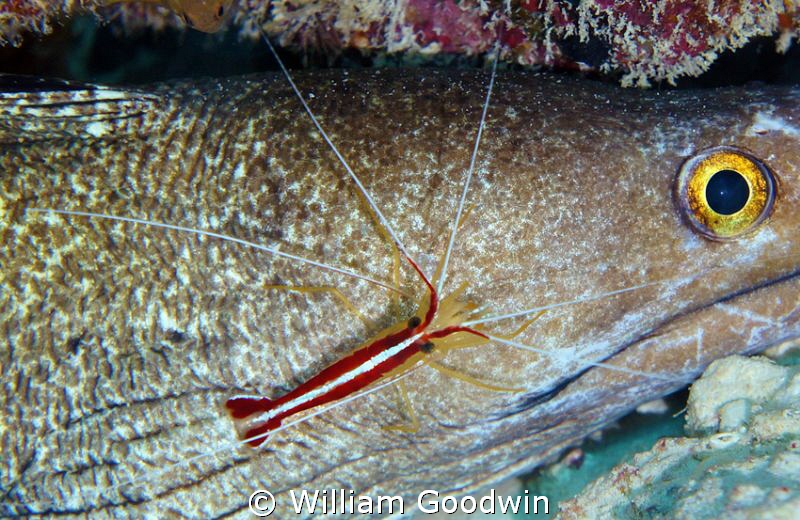 This Purple Mouth Moray was content to spend its days bei... by William Goodwin 