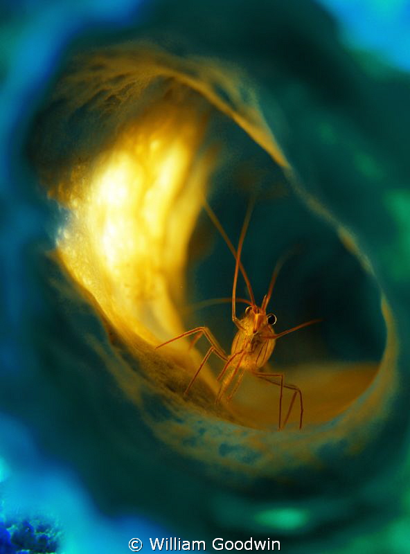 A Peppermint Shrimp constantly in motion within this Bran... by William Goodwin 