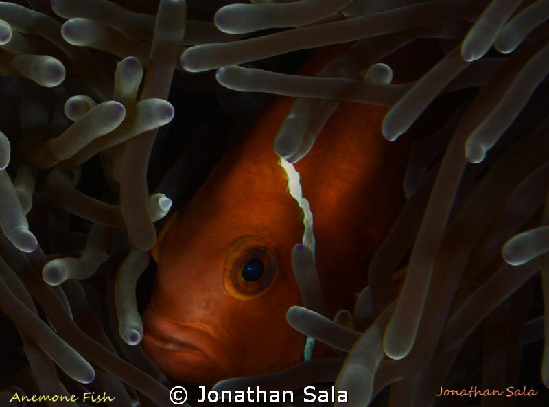 Maldive's anemone fish by Jonathan Sala 