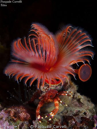 Serpula vermicularis con Galathea 
 by Pasquale Carvelli 
