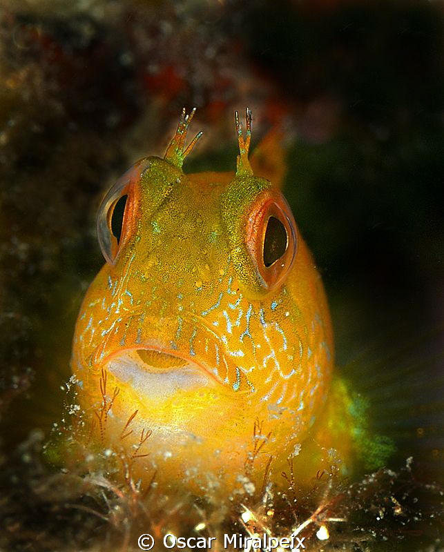 Yellow Bleny
Nikon d70s
Nikkor 105 +10 wetdiopter by Oscar Miralpeix 