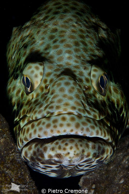Scary face by Pietro Cremone 