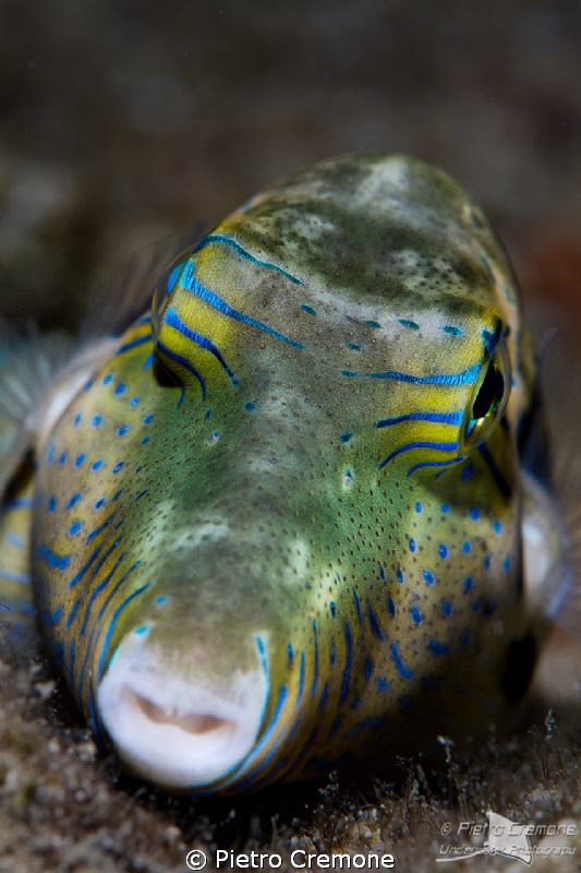 Puffer by Pietro Cremone 