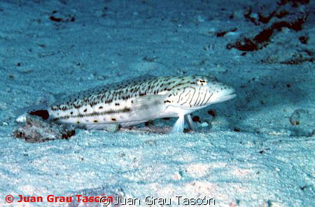 AMBLYGOBIUS ALBIMACULATUS - GOBIE MER ROUGE by Juan Grau Tascón 