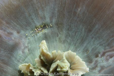 Friday Night Lights. 
Anemone partner shrim sits at the ... by Oxana Kamenskaya 