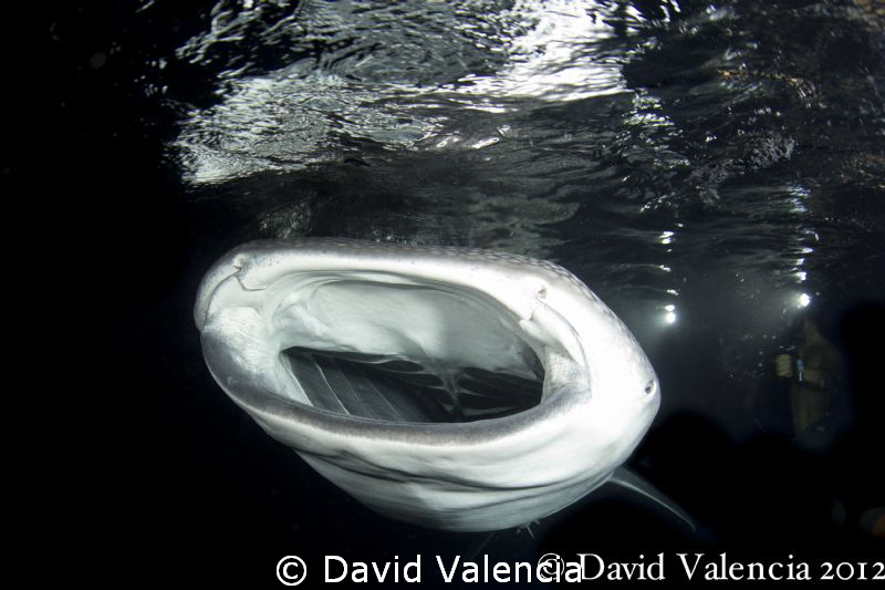 Our lucky night....A night dive with a whale shark. by David Valencia 