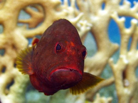Great Barrier Reef, c5060,Olympus Housing, internal flash. by Joshua Miles 