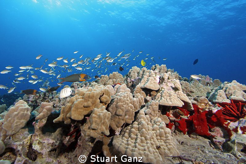 Hawaiian Reefscape by Stuart Ganz 