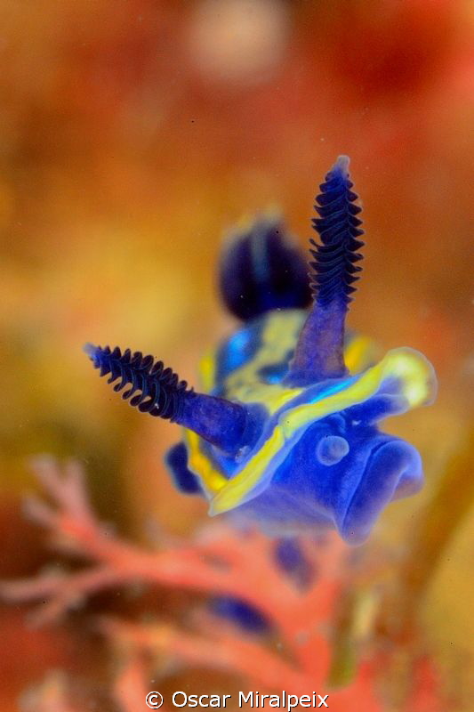 Hypselodoris tricolor by Oscar Miralpeix 