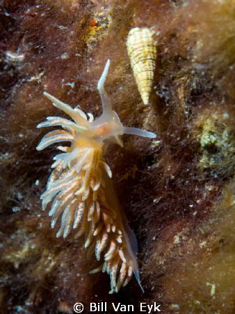 Phyllodesmium serratum, Olympus  E-PL1, Macro Leica Elmar... by Bill Van Eyk 
