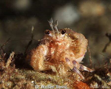 nigth dive by Walter Bassi 