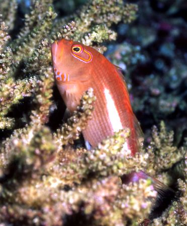 Ring eyed hawk fish by David Spiel 