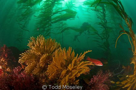 A day in the life by Todd Moseley 