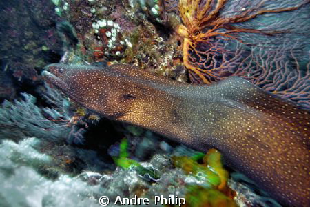high speed - a shooting unwillingly whitemouth moray on e... by Andre Philip 