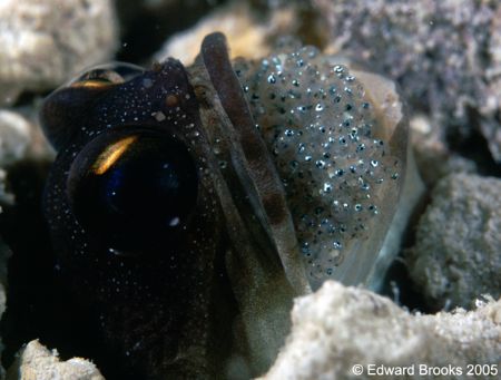 Gold Specks Jawfish, with eggs. Kappali, Borneo. by Edd Brooks 